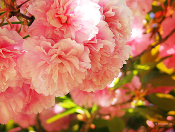 For Fran, pink, carnations, nature, flowers HD wallpaper