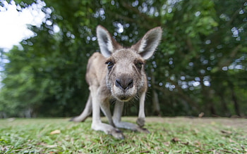 Small animal Australia, Wildlife forest, High-quality HD wallpaper