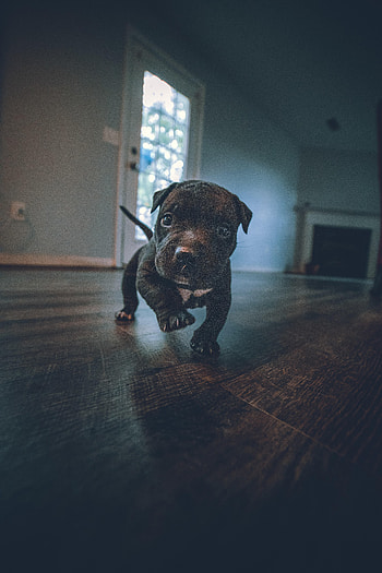 Funny, Animals, Dog, Puppy, Small HD phone wallpaper