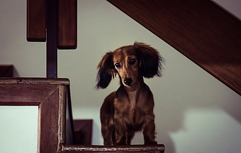 Animals, Dog, Muzzle, Sight, Opinion, Stairs, Ladder, Dachshund HD wallpaper