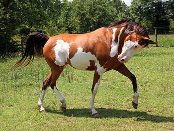 Animals, Horses HD wallpaper