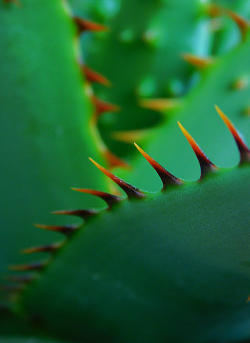 Plant, Macro, Close-Up, Cactus, Thorns, Prickles, Acute, Sharp HD phone wallpaper