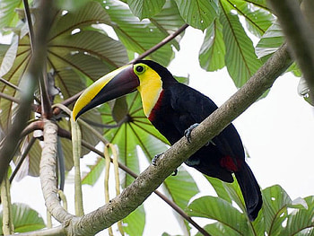 Beautiful Bird, cool, beautiful, bird HD wallpaper