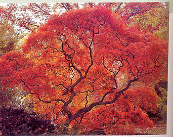Maple blaze, japanese maple, leaves, color, red, branches HD wallpaper