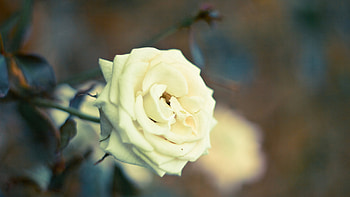 white rose, rose, white, nature, flower HD wallpaper