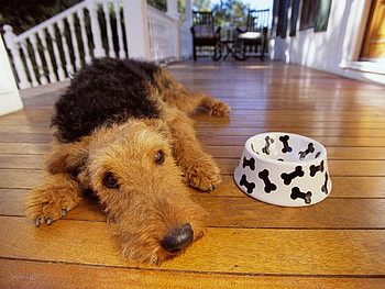 Animals, Dogs HD wallpaper