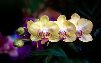 yellow orchids, tropical flowers, orchid branch, yellow flowers, orchids, background with yellow orchids HD wallpaper