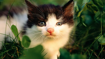 Kitten, cute, cat, pet, paws HD wallpaper