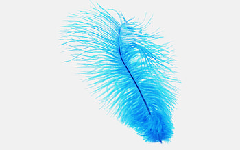 Blue Feather, feather, birds HD wallpaper