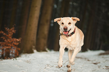 Animals, Snow, Dog, Labrador, Run, Run Away HD wallpaper