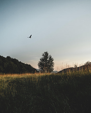 Nature, Grass, Sky, Bird, Wood, Tree, Field HD phone wallpaper