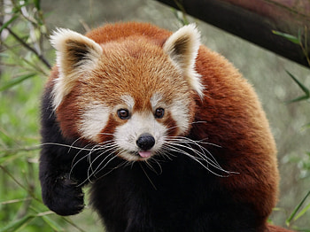 Animals, Nice, Sweetheart, Protruding Tongue, Tongue Stuck Out, Red Panda HD wallpaper