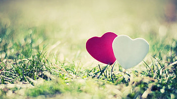 Grass, Hearts, Love, Couple, Pair, Cloth HD wallpaper