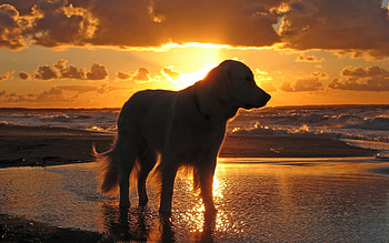 Animals, Dogs HD wallpaper