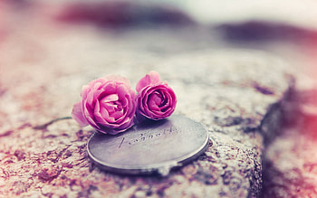 Flowers, Roses, Miscellanea, Miscellaneous, Couple, Pair, Medallions HD wallpaper