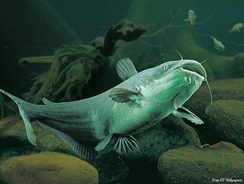 Underwater-70, oceanlife, fish, under the sea, mammals HD wallpaper