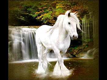 White horse, animal, horse, white, forrest, lake, waterfal HD wallpaper