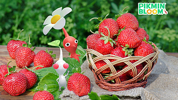 Pikmin Bloom: Vibrant Strawberry Harvest, Pikmin HD wallpaper