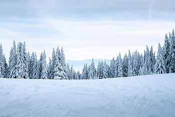 Winter, Nature, Trees, Snow, Snow Covered, Snowbound, Winter Landscape HD wallpaper
