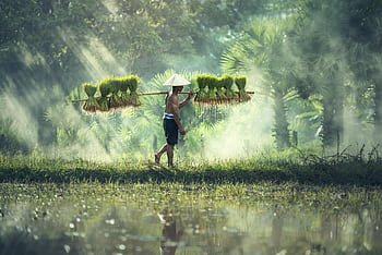 A traditional farmer carrying bundles of rice plants across a misty paddy field, reflecting rural culture. HD wallpaper