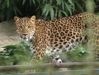 stalking jaguar, jaguar, bigcat HD wallpaper