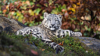 Snow Leopard Majesty — Ultra, Animal, snow leopard HD wallpaper