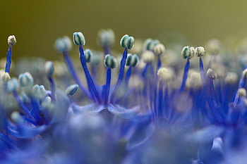 Close up, blue flower, pollen HD wallpaper