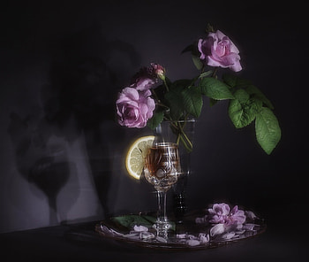 Still Life, purple, vase, flower HD wallpaper