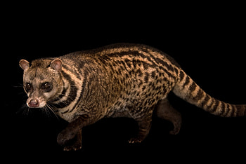 Joel Sartore, Fascinating civets HD wallpaper