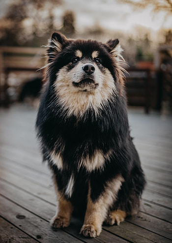 Animals, Dog, Muzzle, Nice, Sweetheart, Paws HD phone wallpaper