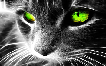 cool cat cool HD wallpaper