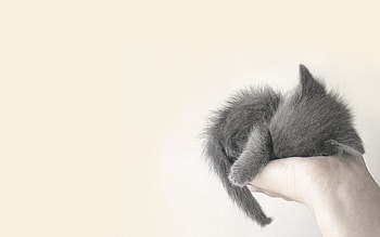 Cute Cat, cat, animals, cute HD wallpaper