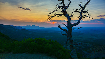 Nature, Sunset, Bush, Wood, Tree, Branches HD wallpaper