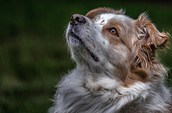 Animals, Dog, Muzzle, Sight, Opinion, Australian Shepherd, Aussie HD wallpaper