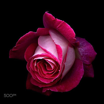Rose, Bud, graphy, Pink HD wallpaper