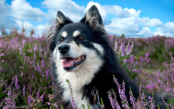 Animals, Flowers, Grass, Dog, Spotted, Spotty HD wallpaper