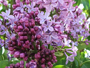 Lilacs in Bloom, lilacs, purple, bloom, flower HD wallpaper
