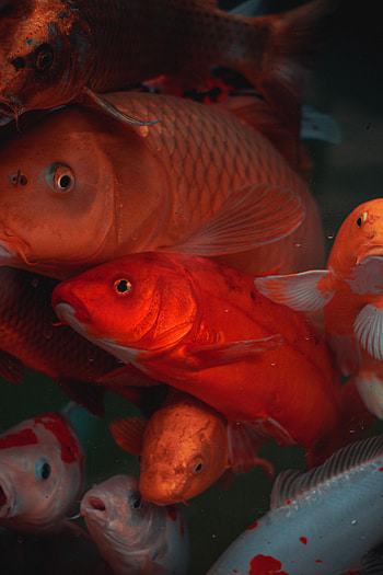 Animals, Water, Scales, Scale, Fish, Carp, Chinese Carp HD phone wallpaper