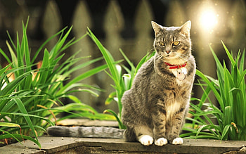 Animals, Grass, Shine, Light, Cat, Stroll, Handsomely, It's Beautiful HD wallpaper