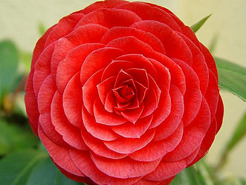 Red Flower, beautiful, , red, flower HD wallpaper