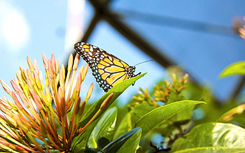 Grass, Flower, Plant, Macro, Butterfly HD wallpaper