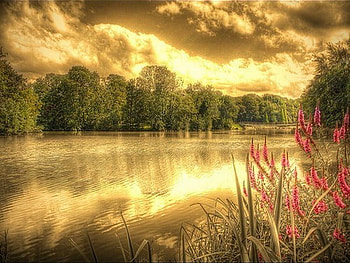Morning gold, plants, golden sky, clouds, trees, flowers, lake HD wallpaper