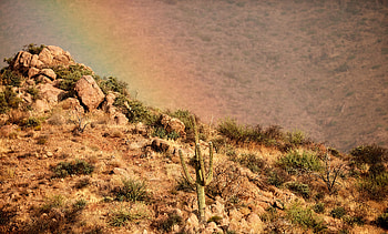 Nature, Stones, Bush, Slope, Cactus HD wallpaper