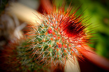 Cactus, desert, plant, graphy HD wallpaper