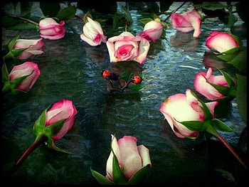 Pink roses, green leaves, color, ladybug, petal HD wallpaper