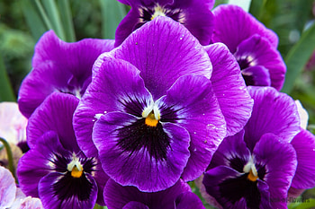 Pansies, panselute, pansy, purple, flower, spring HD wallpaper