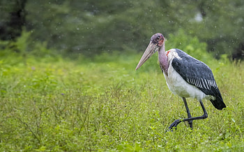 Pelican, Grass stork field, High-quality , MacBook Pro HD wallpaper