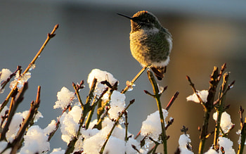 Tough Hummingbirds in Canada, birds, canada, hummingbirds, snow HD wallpaper