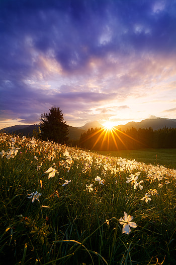 Nature, Flowers, Grass, Sun, Narcissussi, Rays, Beams HD phone wallpaper