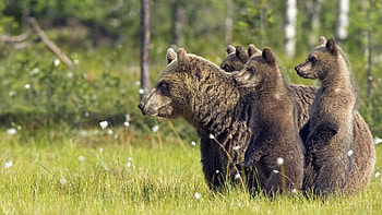 Animals, Bears, Young, Stroll, Family, Cubs HD wallpaper